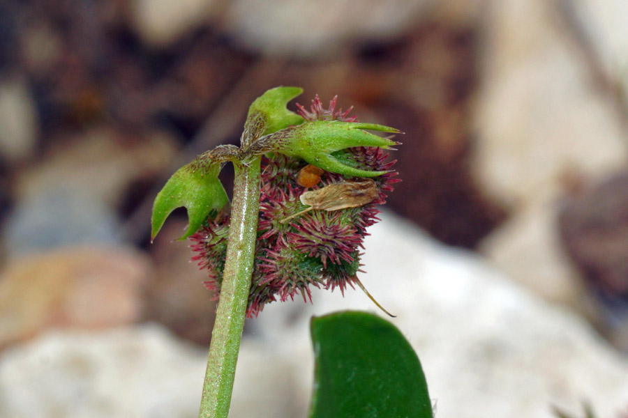 Scorpiurus muricatus / Erba-lombrica comune